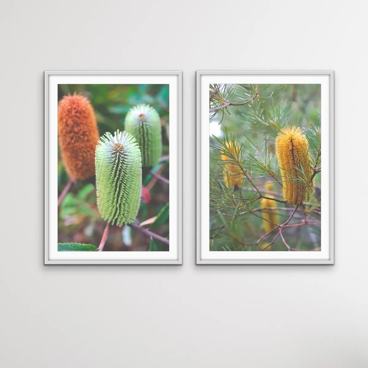 Banksia Two Piece Photographic Print Set - Australian Native Flower Wall Art