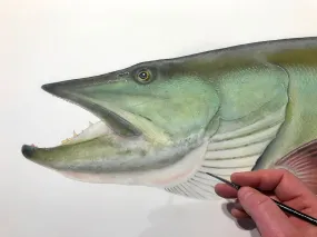 Muskie, 50" Original Watercolor Painting